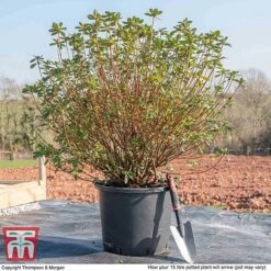 Rhododendron 'Rustica Hybrid Red' (Azalea Group) -Flourish Flora AZAL WKB9204 M