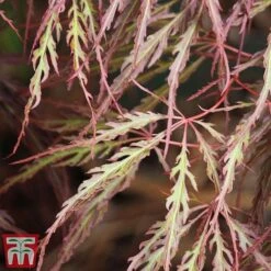 Acer Palmatum 'Crimson Queen' -Flourish Flora Acer crimson