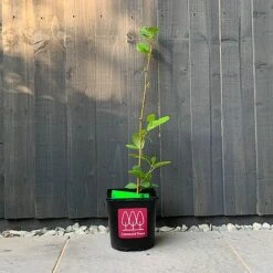 Alder Tree (Alnus Glutinosa) Grown By Cotswold Trees -Flourish Flora Alder