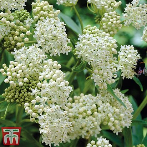 Asclepias Incarnata 'Ice Ballet' 1 Asclepias Incarnata 'Ice Ballet'