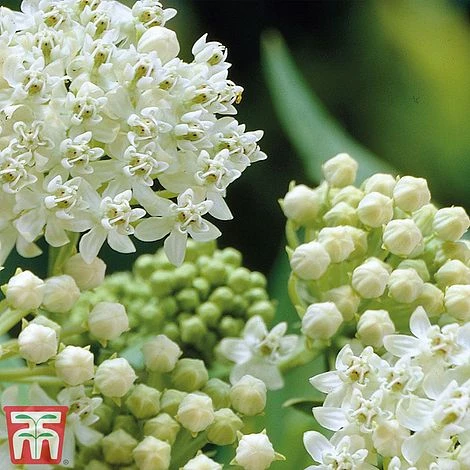 Asclepias Incarnata 'Ice Ballet' 3 Asclepias Incarnata 'Ice Ballet' - Image 3