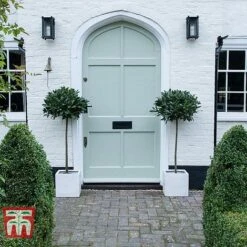 Laurus Nobilis (Standard) -Flourish Flora BAYT T44505 B