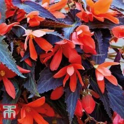 Begonia 'Bossa Nova Night Fever Papaya' -Flourish Flora BEGO KA8763 B