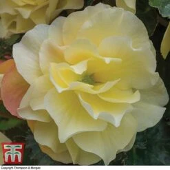 Begonia 'Fragrant Falls Improved&trade; - Lemon Delight' -Flourish Flora BEGO KB2774 C