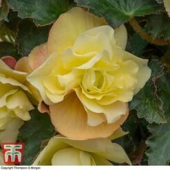 Begonia 'Fragrant Falls Improved&trade; - Lemon Delight' -Flourish Flora BEGO KB2774 D