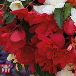 Featured Products -Flourish Flora BEGO P86758 B