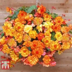 Begonia 'Cascading Fireball' -Flourish Flora BEGO T16328 C