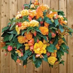 Begonia 'Fragrant Falls Improved&trade; - Apricot Delight' -Flourish Flora BEGO T47320 C h