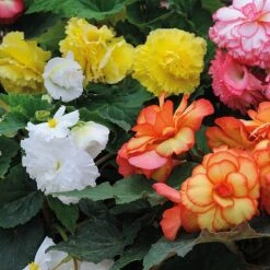 Begonia 'Majestic Mixed' -Flourish Flora BEGO T67458 B h