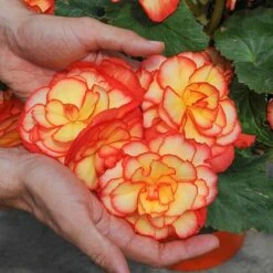 Begonia 'Majestic Mixed' -Flourish Flora BEGO T67458 C