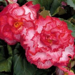Begonia 'Majestic Mixed' -Flourish Flora BEGO T67458 F