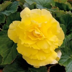 Begonia 'Majestic Mixed' -Flourish Flora BEGO T67458 G