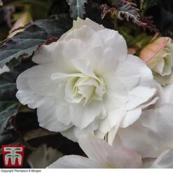 Begonia 'Nonstop Joy Mocca White' -Flourish Flora BEGO TKA0102 A