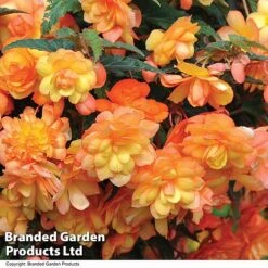 Summer Plant Collection -Flourish Flora BEGO APRISHADE T11008