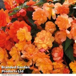 Summer Plant Collection -Flourish Flora BEGO APRISHADE T16296