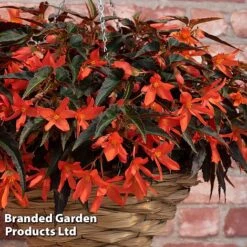 Begonia 'Bossa Nova Night Fever Papaya' -Flourish Flora BEGO NIGHTFEVE S39362