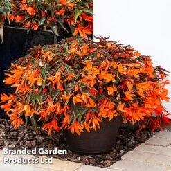 Begonia 'Bossa Nova Night Fever Papaya' -Flourish Flora BEGO NIGHTFEVE S39363