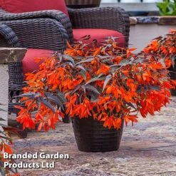 Begonia 'Bossa Nova Night Fever Papaya' -Flourish Flora BEGO NIGHTFEVE S39365