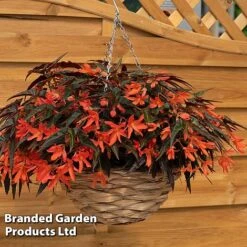 Begonia 'Bossa Nova Night Fever Papaya' -Flourish Flora BEGO NIGHTFEVE S39366