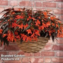 Begonia 'Bossa Nova Night Fever Papaya' -Flourish Flora BEGO NIGHTFEVE S39368