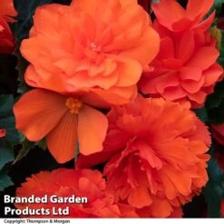 Begonia 'Nonstop Joy Mix' -Flourish Flora BEGO NONSTORAN T33810a