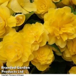Begonia 'Nonstop Joy Mix' -Flourish Flora BEGO NONSTYELL T33813a