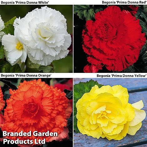 Begonia 'Prima Donna Bumper Pack' 1 Begonia 'Prima Donna Bumper Pack'