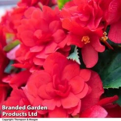 Begonia 'Nonstop Joy Mix' -Flourish Flora BEGO ROSEPICOT T33812a
