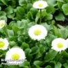 Bellis Perennis 'White'