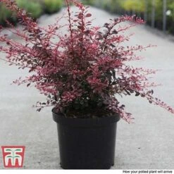 Berberis Thunbergii F. Atropurpurea 'Rose Glow' -Flourish Flora BER T66077 B