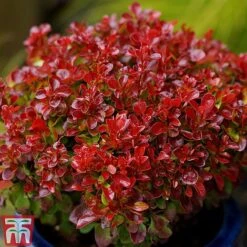 Berberis Thunbergii 'Lutin Rouge' -Flourish Flora BERB KB0073 A
