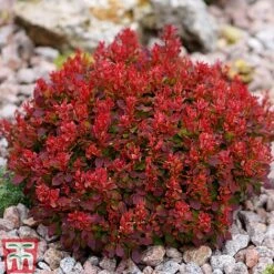 Berberis Thunbergii 'Lutin Rouge' -Flourish Flora BERB KB0073 B