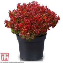 Berberis Thunbergii 'Lutin Rouge' -Flourish Flora BERB KB0073 D