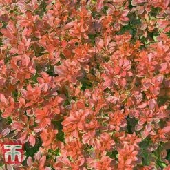 Berberis Thunbergii F. Atropurpurea 'Admiration' -Flourish Flora BERB T58093 B