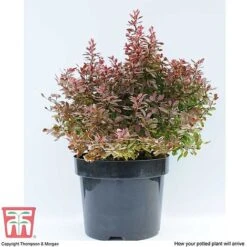 Berberis Thunbergii F. Atropurpurea 'Admiration' -Flourish Flora BERB T58093 E