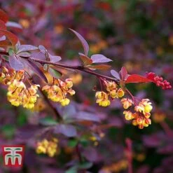 Berberis X Ottawensis F. Purpurea 'Superba' -Flourish Flora BERB T66062 B1
