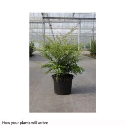 Berberis Thunbergii 'Golden Dream' -Flourish Flora BERB T66069 B h