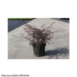 Berberis Thunbergii 'Red Dream' -Flourish Flora BERB T66076 B h