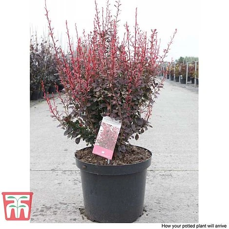 Berberis Thunbergii F. Atropurpurea 'Rosy Rocket' 2 Berberis Thunbergii F. Atropurpurea 'Rosy Rocket' - Image 2