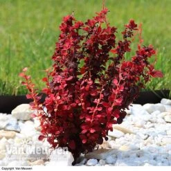 Berberis Thunbergii F. Atropurpurea 'Orange Rocket' -Flourish Flora BERB V59349 B