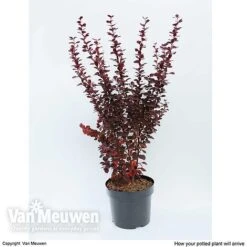 Berberis Thunbergii F. Atropurpurea 'Orange Rocket' -Flourish Flora BERB V59349 C