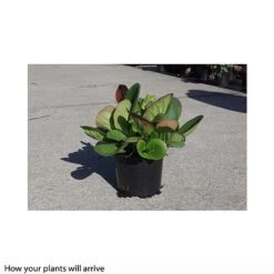 Bergenia Cordifolia -Flourish Flora BERG T66078 B h