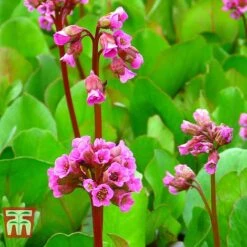 Bergenia Cordifolia -Flourish Flora BERG T66078 E