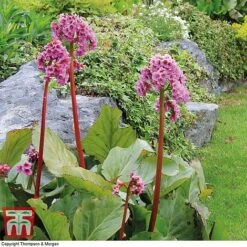 Bergenia Cordifolia -Flourish Flora BERGINA c