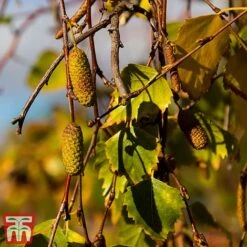 Silver Birch (Hedging) -Flourish Flora BETU T70348 D