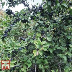 Blackthorn (Hedging) -Flourish Flora BLAC T70282 A