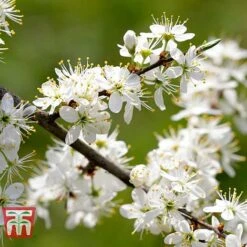 Blackthorn (Hedging) -Flourish Flora BLAC T70282 B