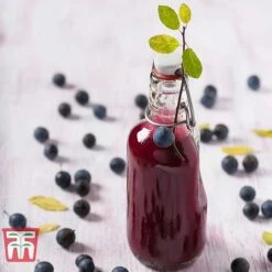 Blackthorn (Hedging) -Flourish Flora BLAC T70282 E