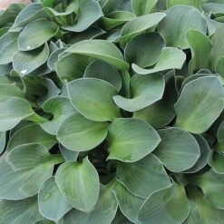 Hosta 'Blue Mouse Ears' -Flourish Flora BLUEMOUSEEAR KB0301 NOW1