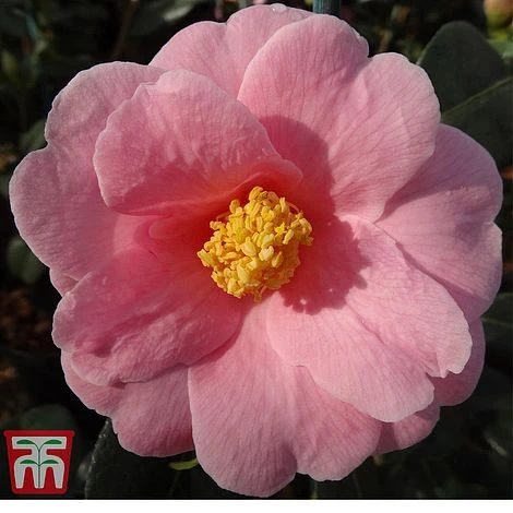 Camellia X Williamsii 'Bowen Bryant' 1 Camellia X Williamsii 'Bowen Bryant'